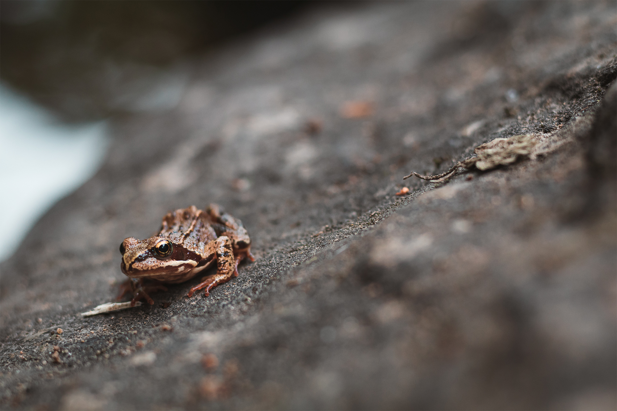 Ošklivá žába, která se po polibku změnila v docela hezkou žábu.